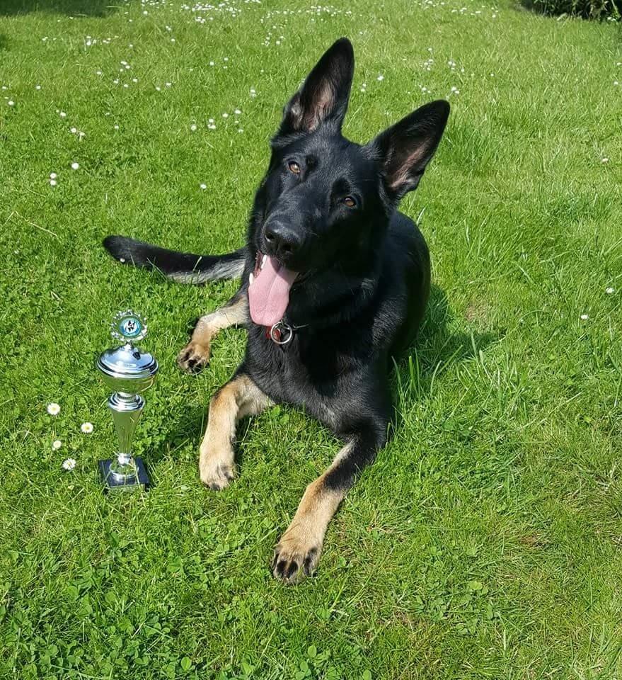 Schæferhund Tobila's Zitta (Zigga) billede 13