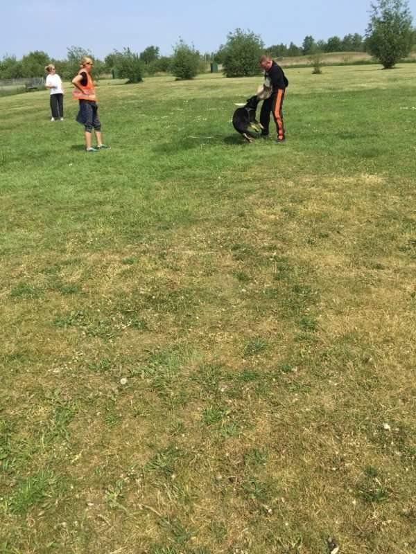 Schæferhund Tobila's Zitta (Zigga) billede 15