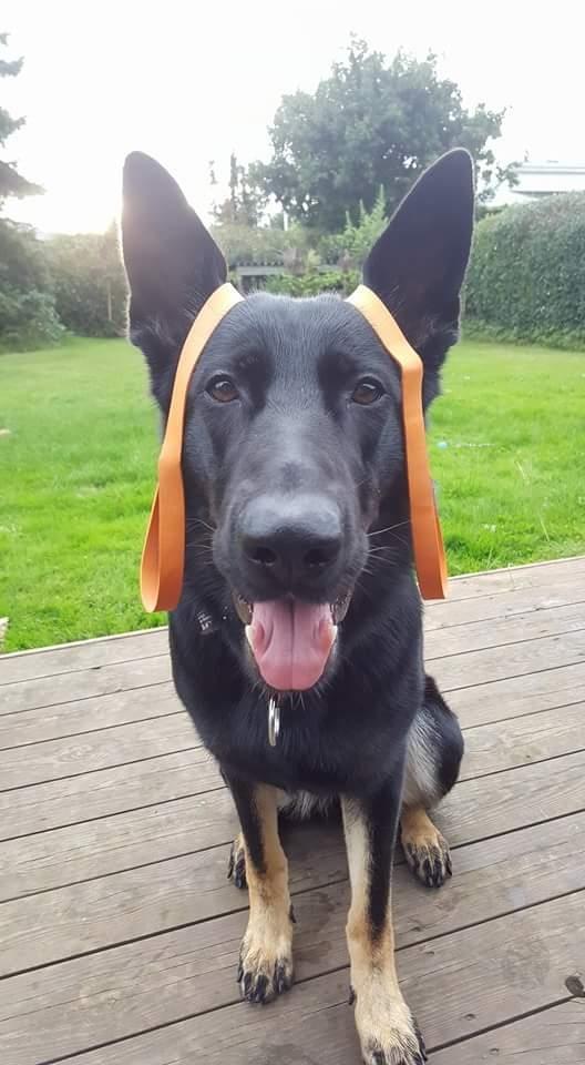 Schæferhund Tobila's Zitta (Zigga) billede 16