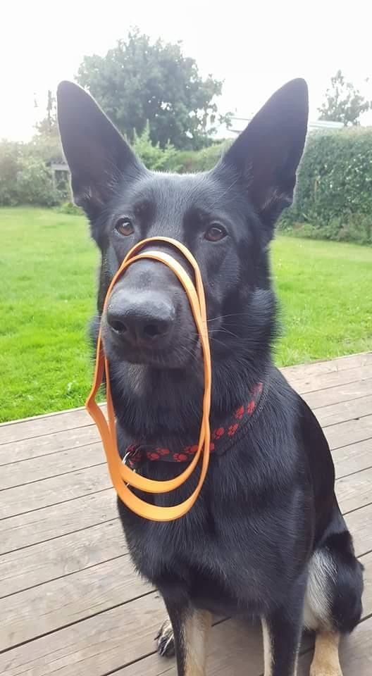 Schæferhund Tobila's Zitta (Zigga) billede 17