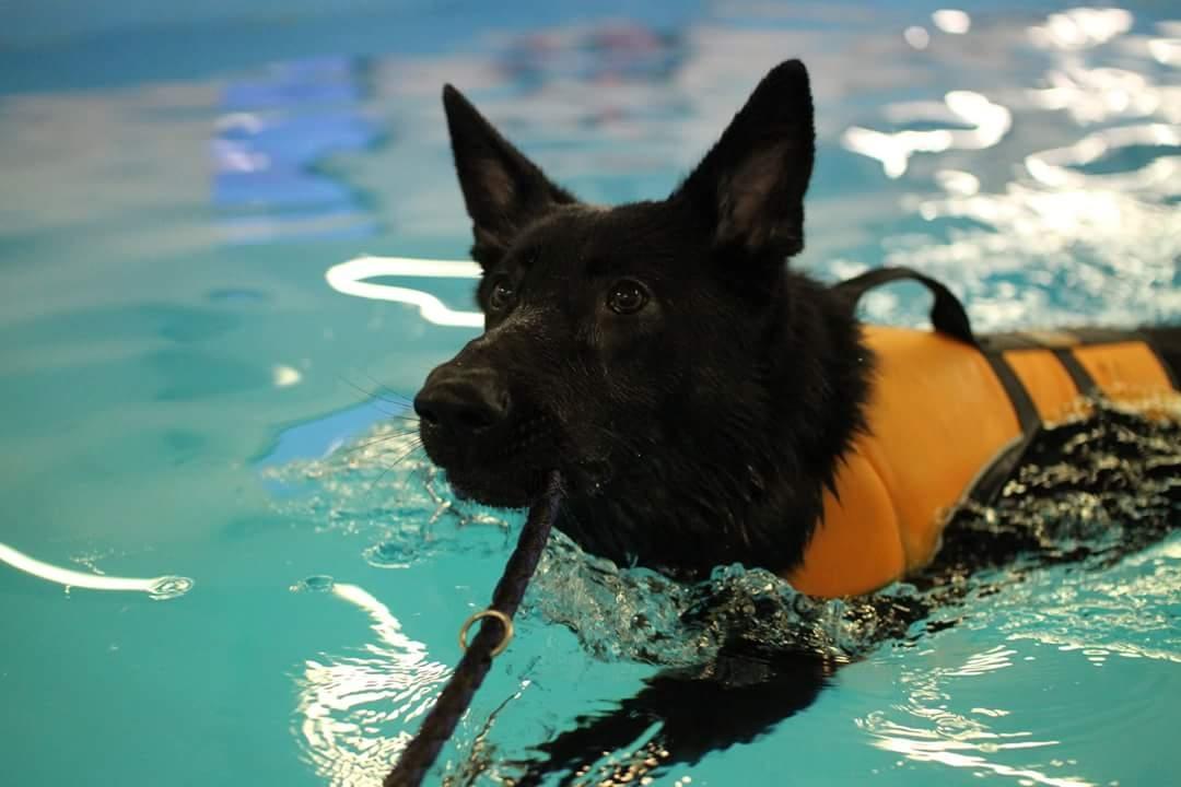 Schæferhund Tobila's Zitta (Zigga) billede 18