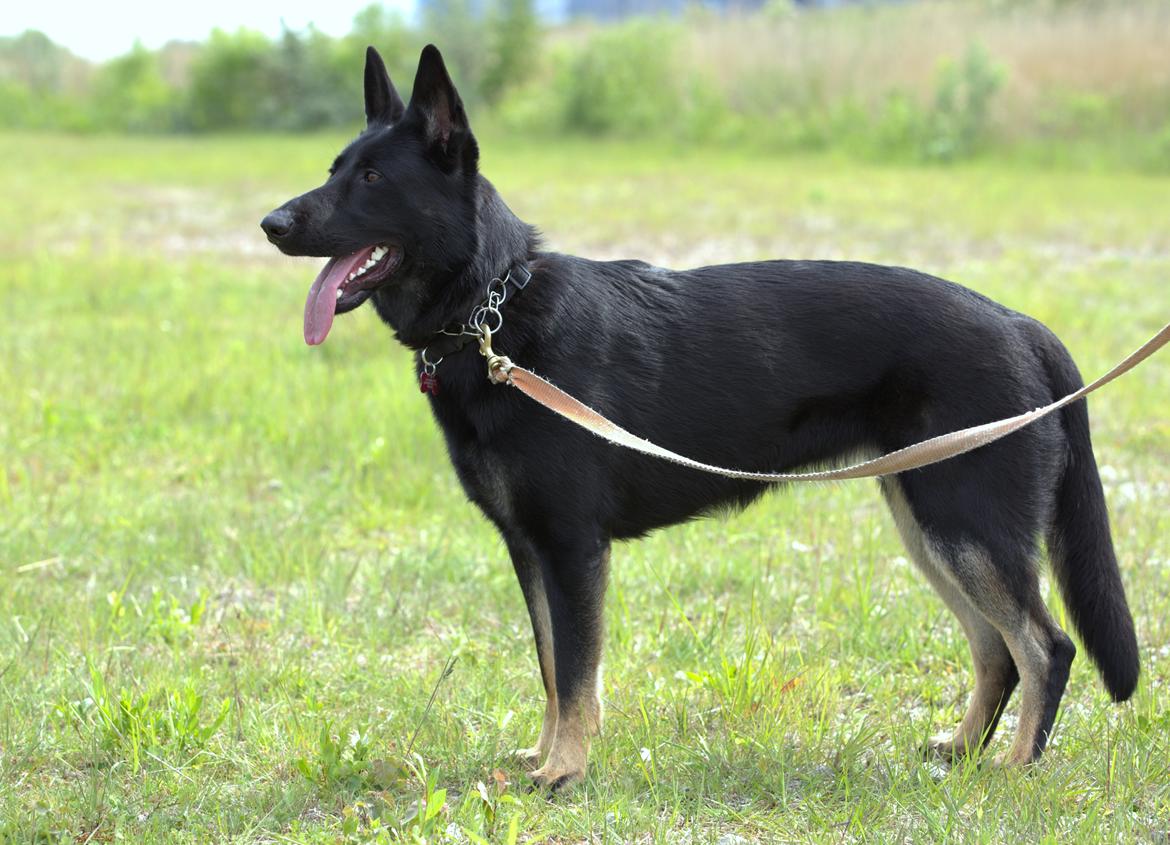 Schæferhund Tobila's Zitta (Zigga) billede 19