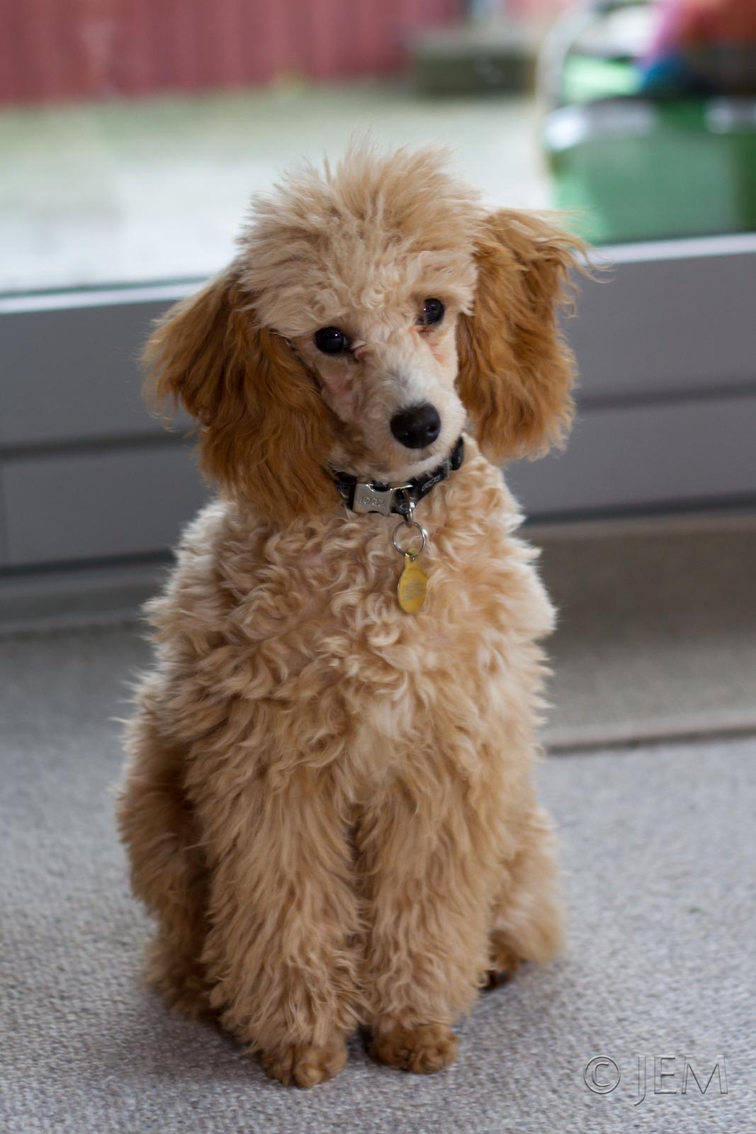 Dværgpuddel Zara billede 2