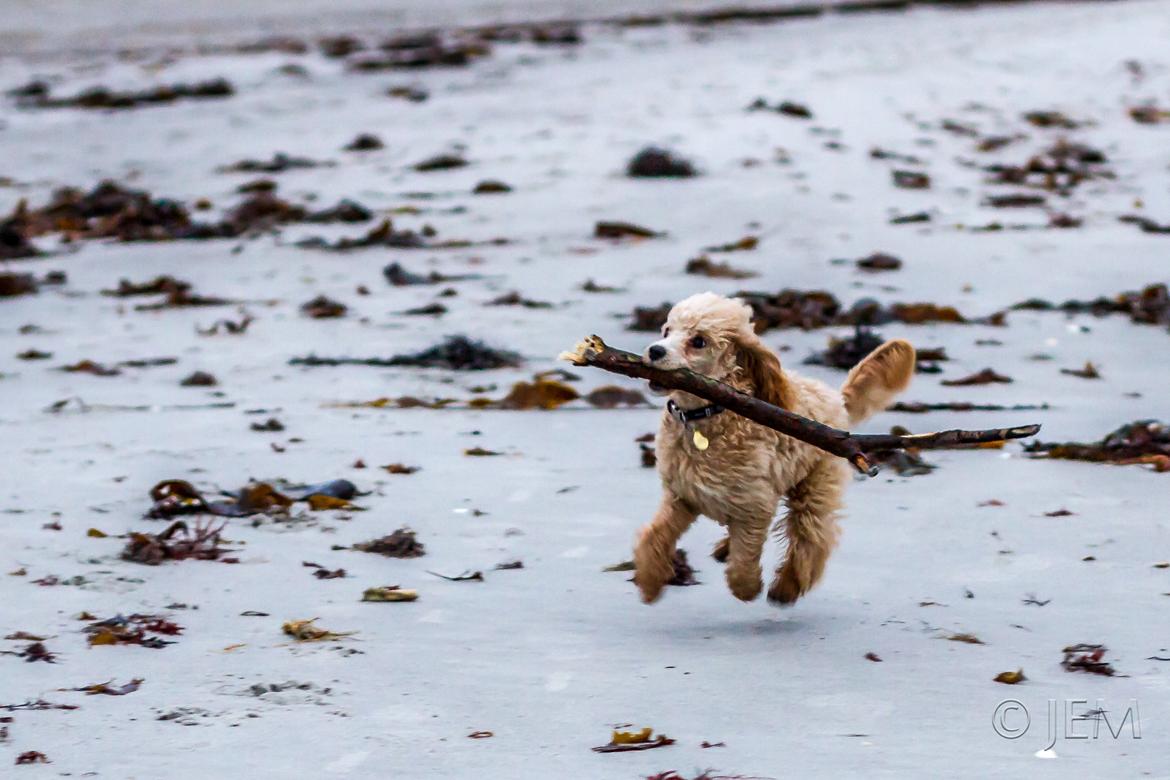 Dværgpuddel Zara billede 35