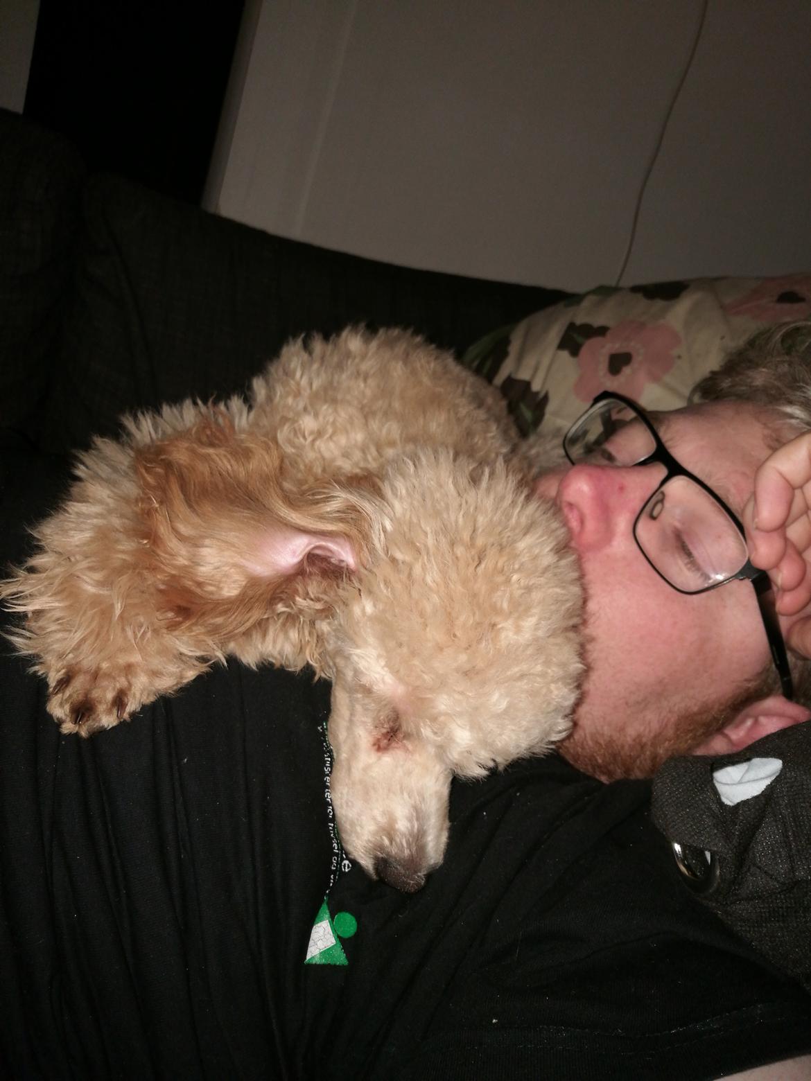 Dværgpuddel Zara billede 36