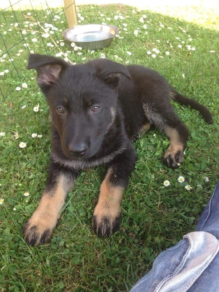 Schæferhund Tobila's Zitta (Zigga) billede 1