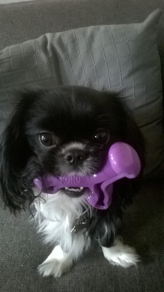 Blanding af racer Charlie billede 5