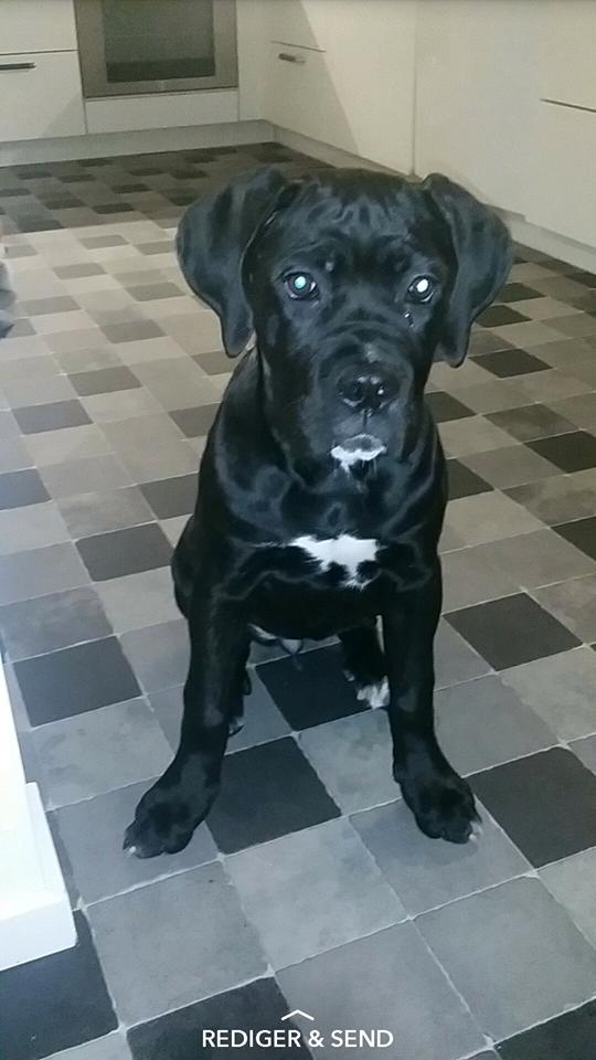 Cane corso Carla * Himmelhund* billede 13