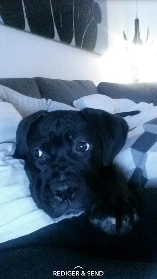 Cane corso Carla * Himmelhund* billede 15