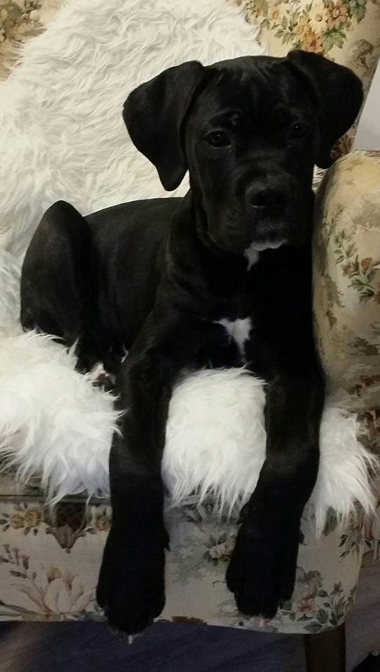 Cane corso Carla * Himmelhund* billede 11