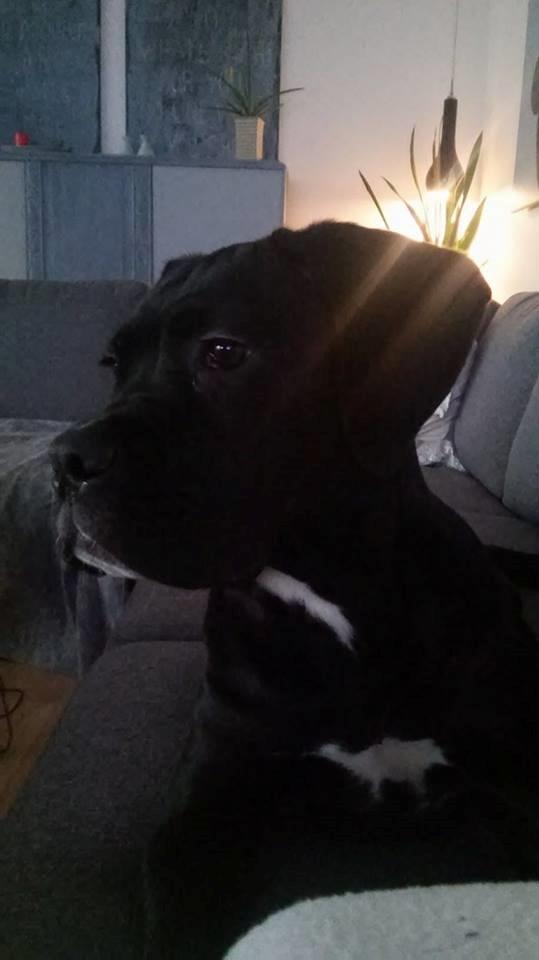 Cane corso Carla * Himmelhund* billede 16