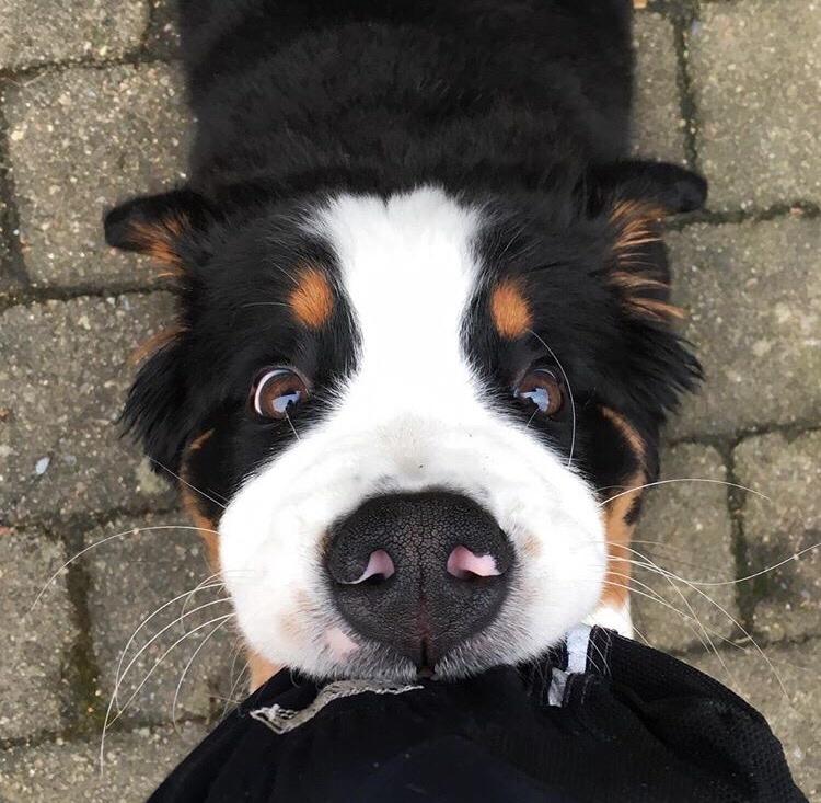 Berner sennenhund Lady Xiera's Teddy Bear (Leopold)  - Min lille krokodille med popøjne aka vantetyv :P billede 23