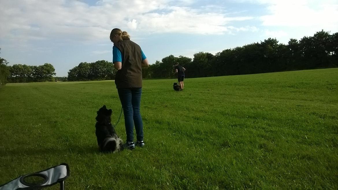 Islandsk fårehund Ásdis billede 28