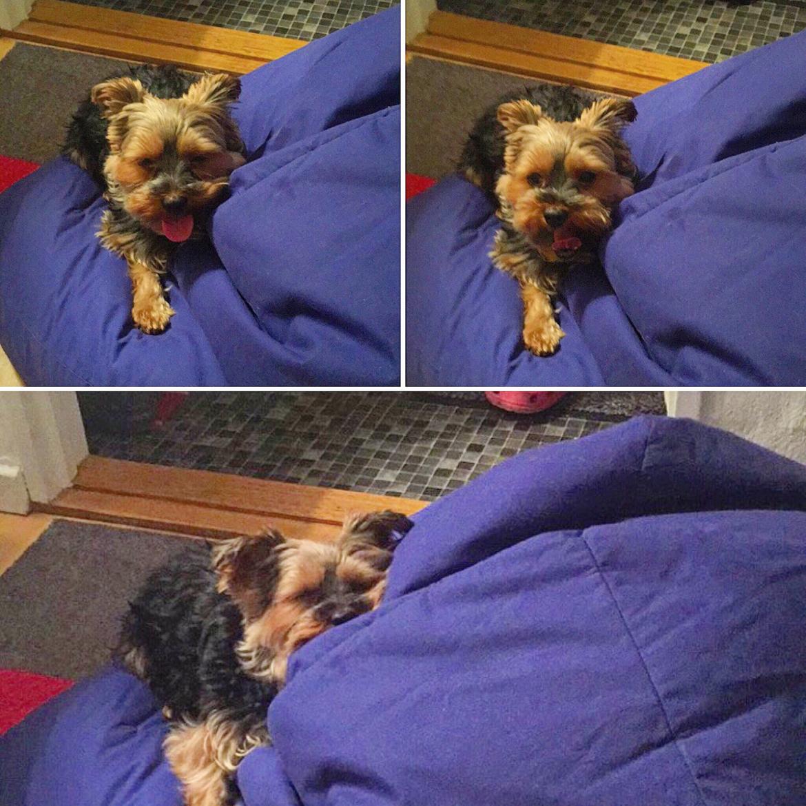 Yorkshire terrier Lucas - Selvom man lige om snart bliver 7 år kan man stadigvæk være en bandit billede 12