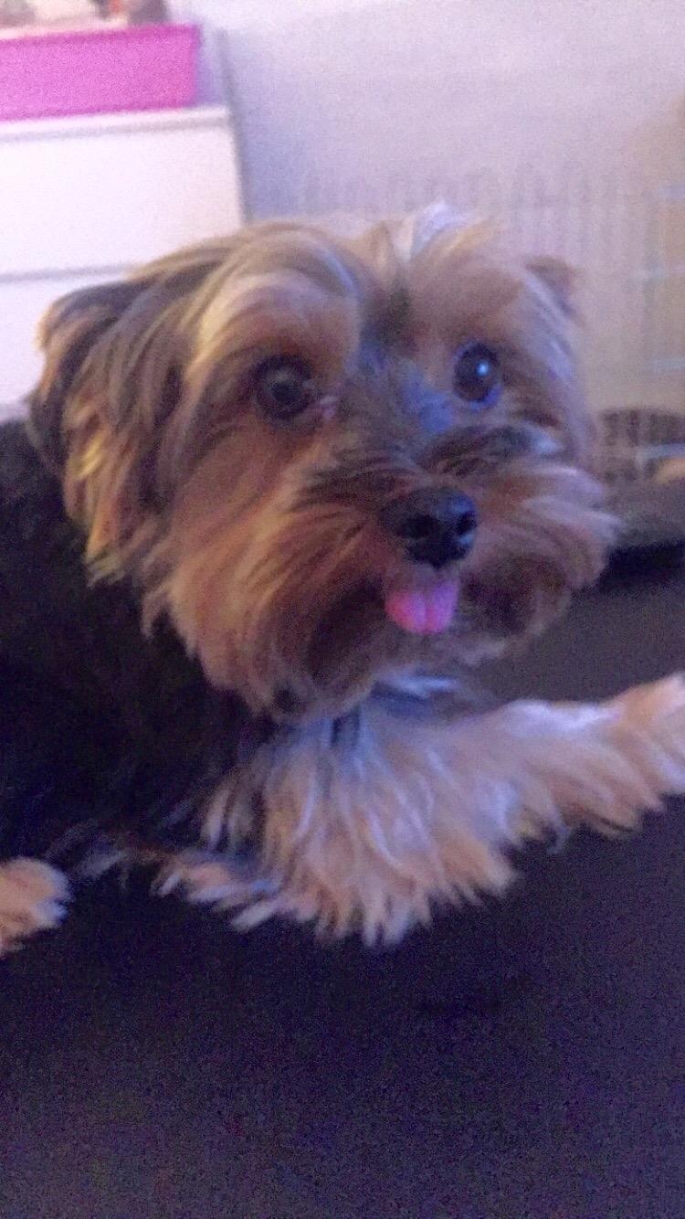 Yorkshire terrier Lucas billede 14