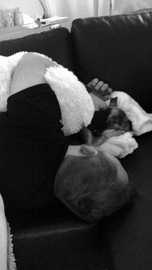 Yorkshire terrier Lucas billede 16