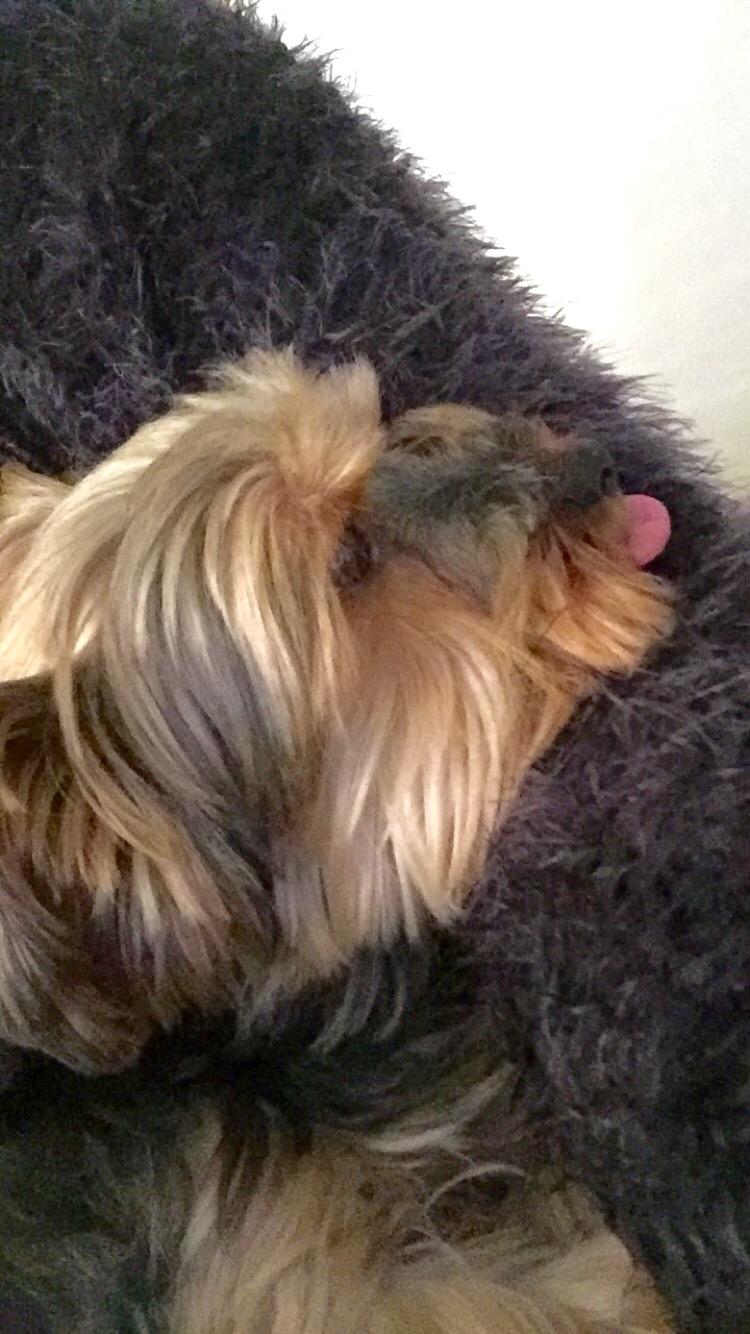 Yorkshire terrier Lucas billede 13