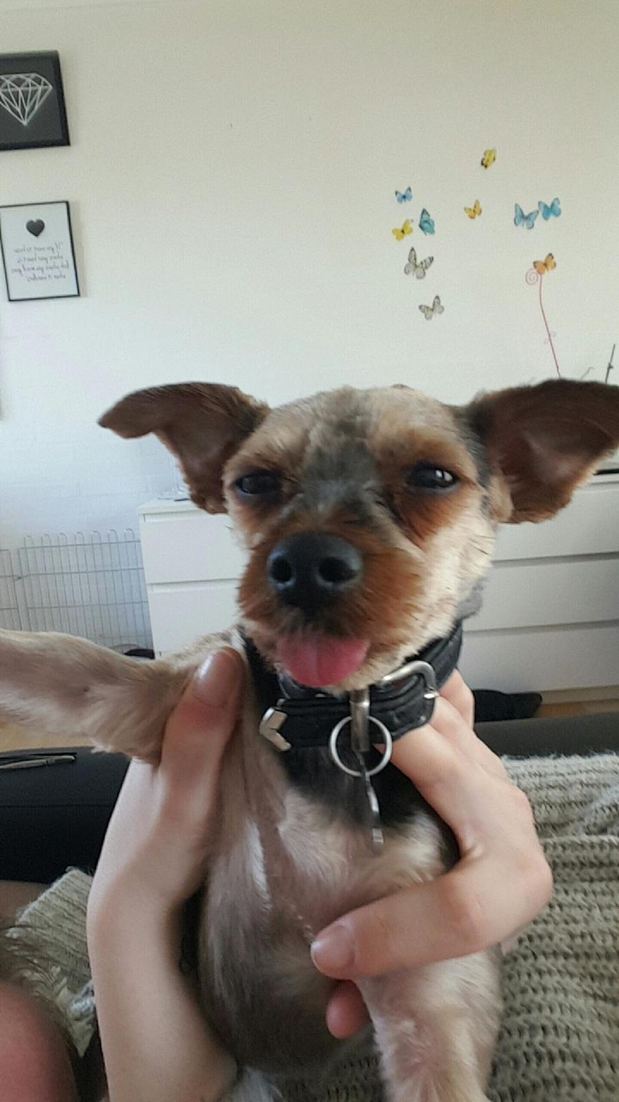 Yorkshire terrier Lucas - Ny barberet og klar til ballade billede 15