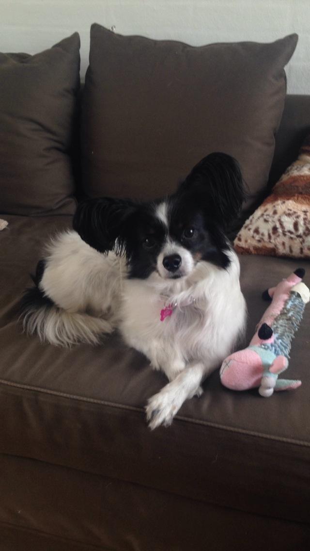Papillon Berta - Prinsesse Berta  billede 1
