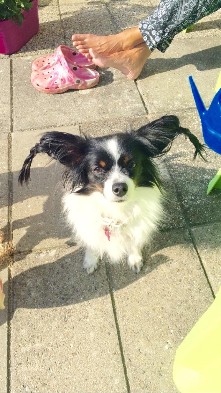 Papillon Berta billede 3