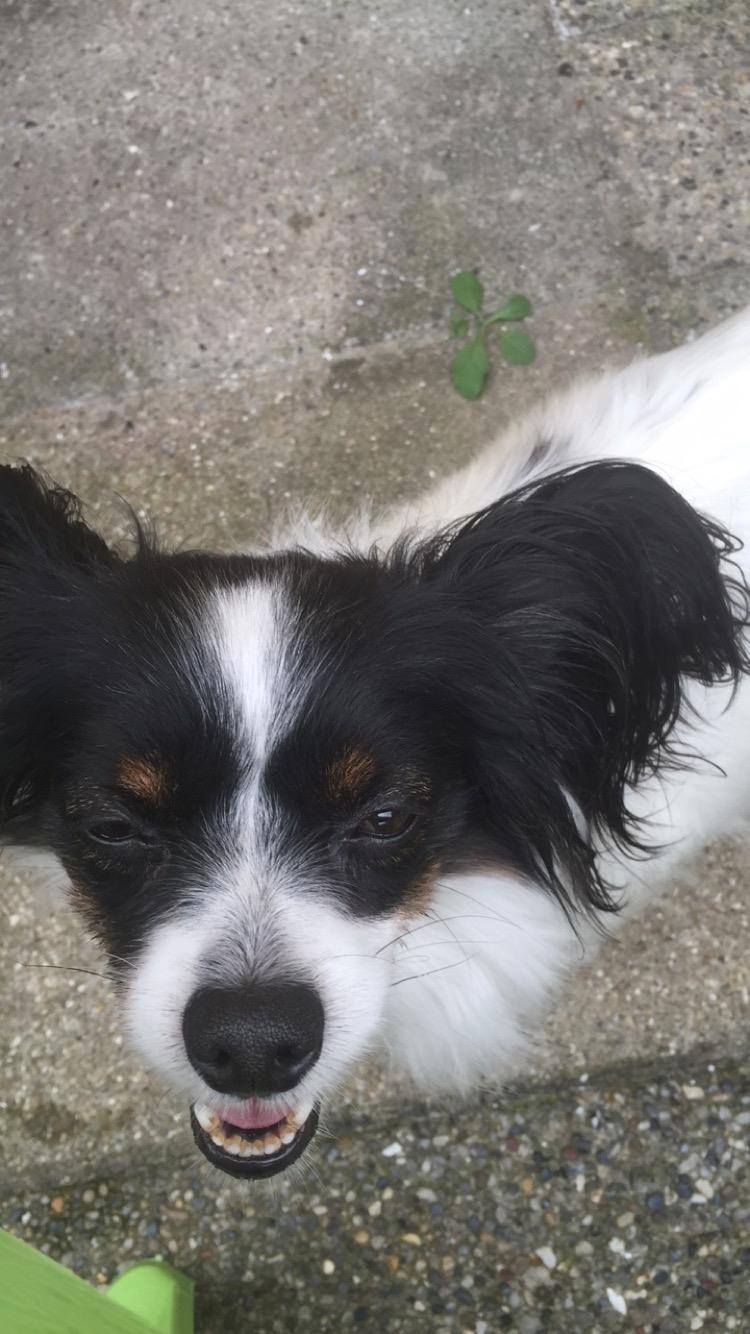 Papillon Berta billede 4