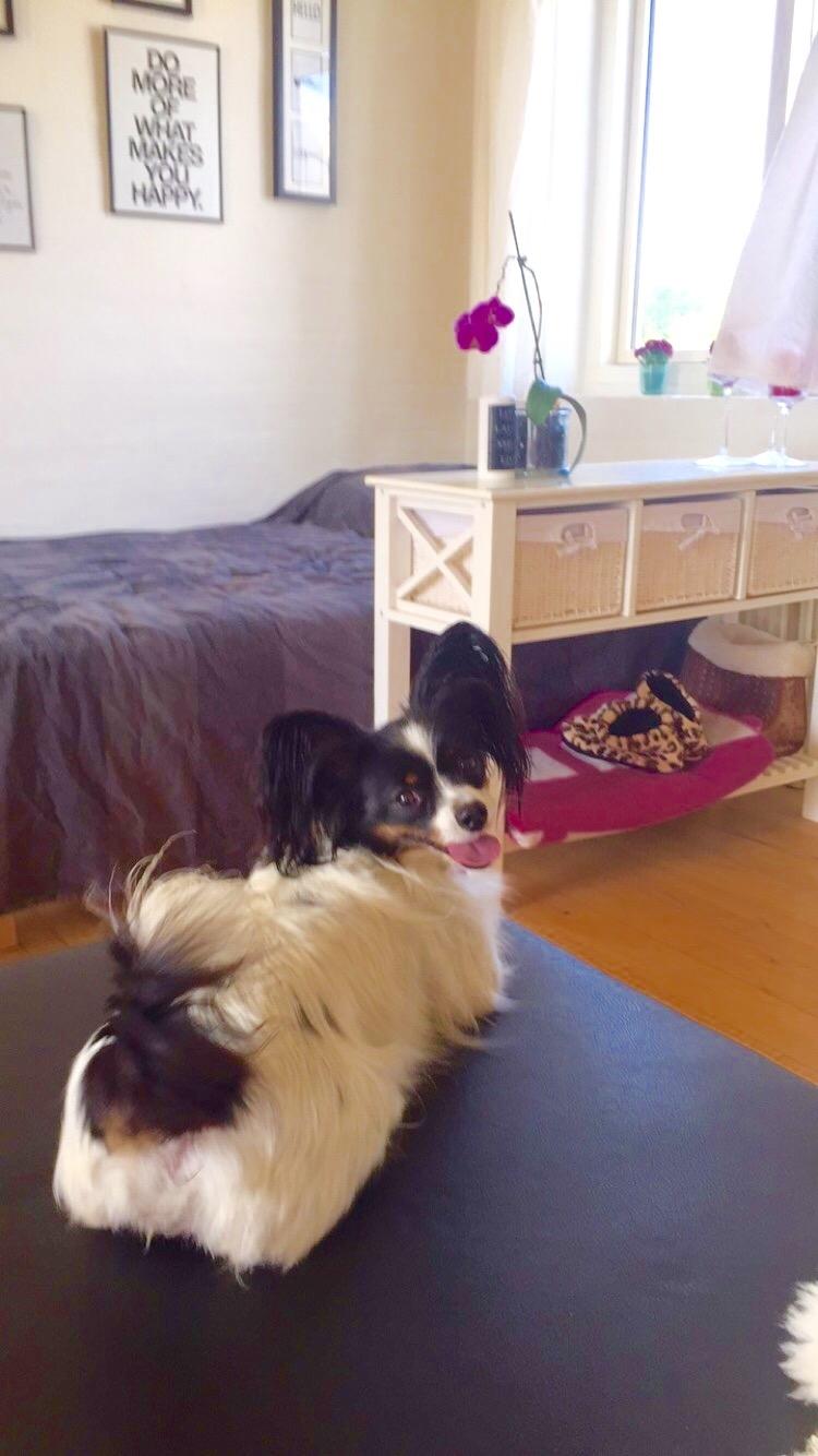 Papillon Berta billede 5