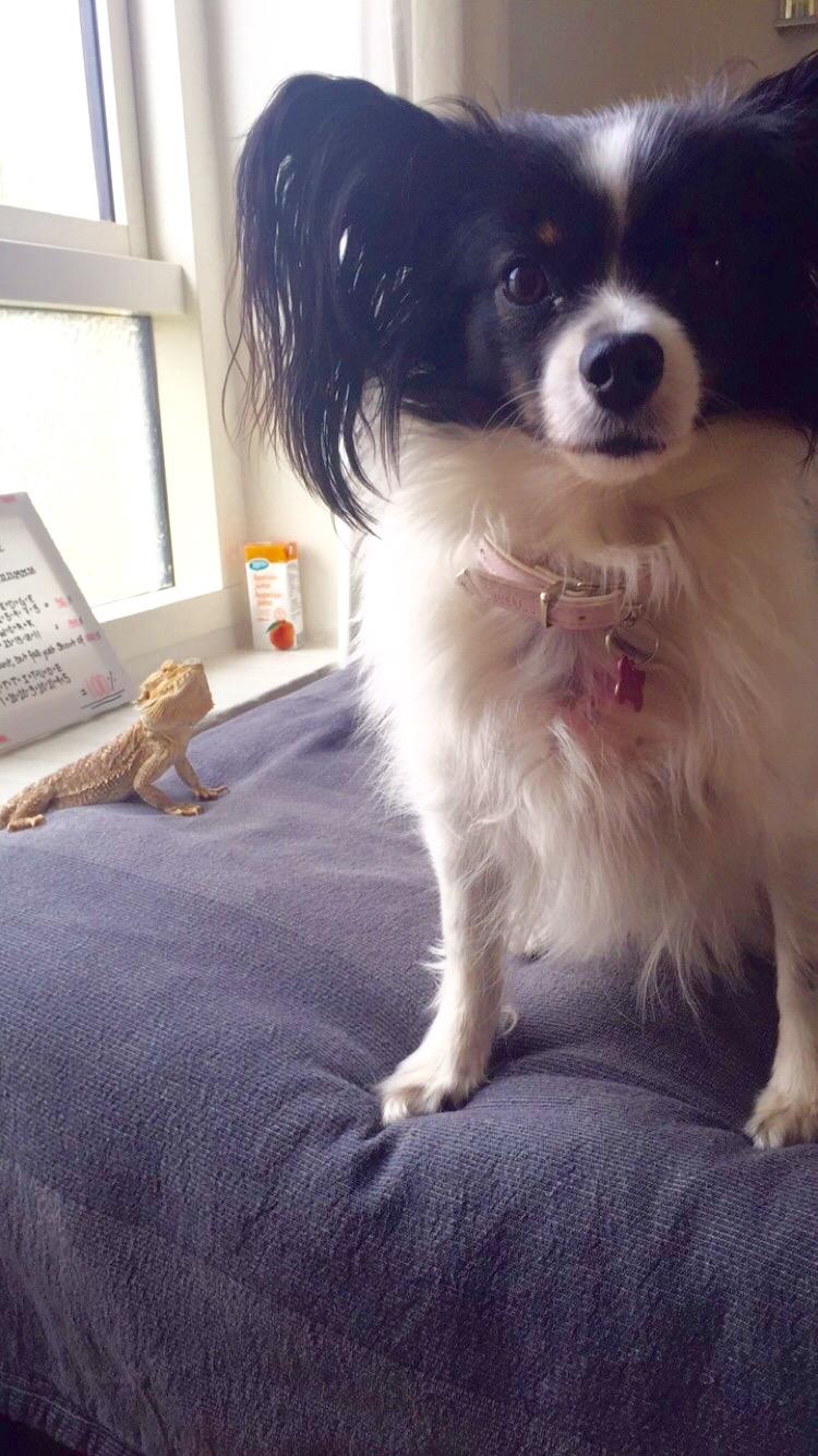 Papillon Berta - Berta og hendes allerbedste ven billede 6