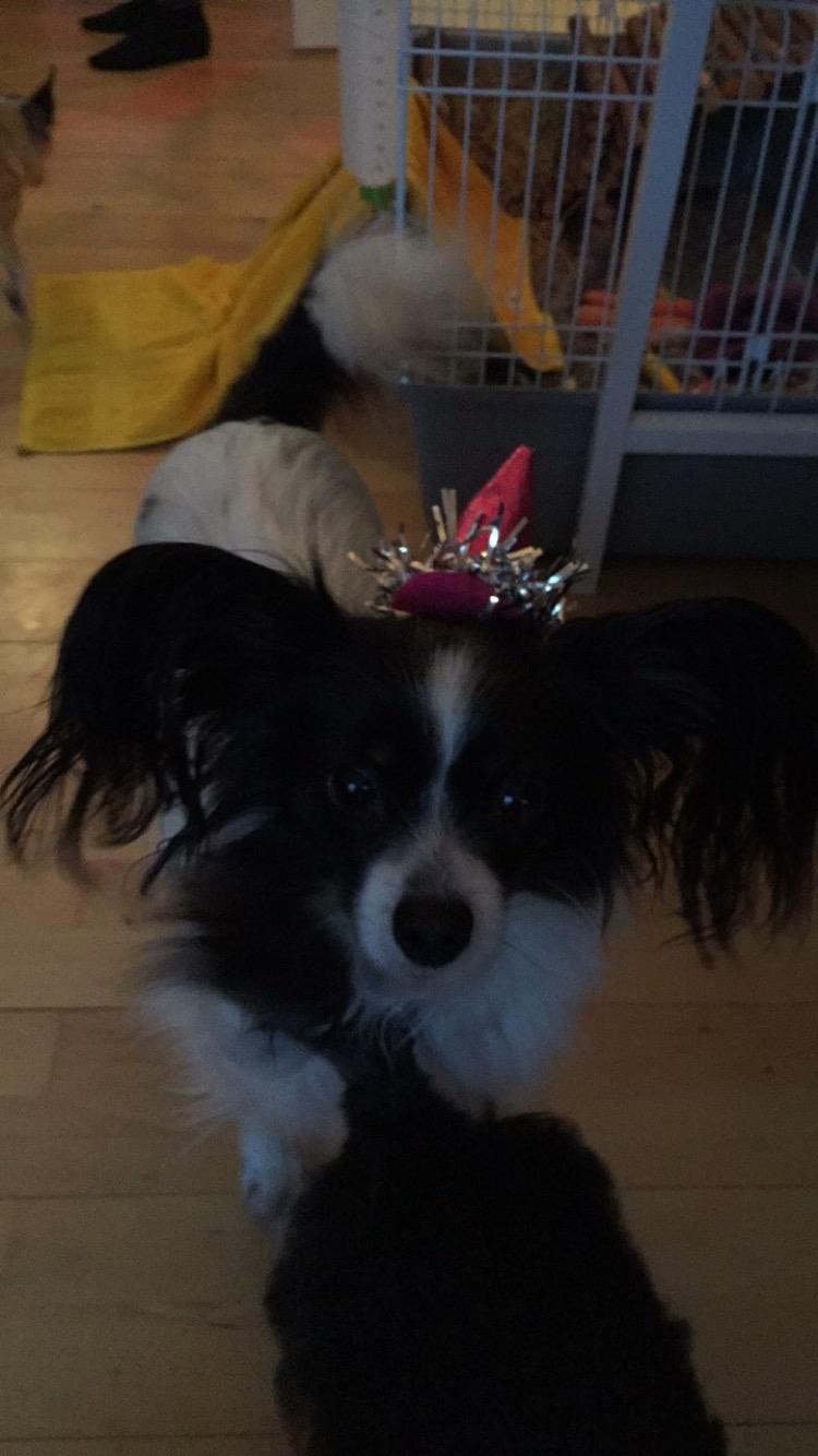 Papillon Berta - Godt nytår billede 7