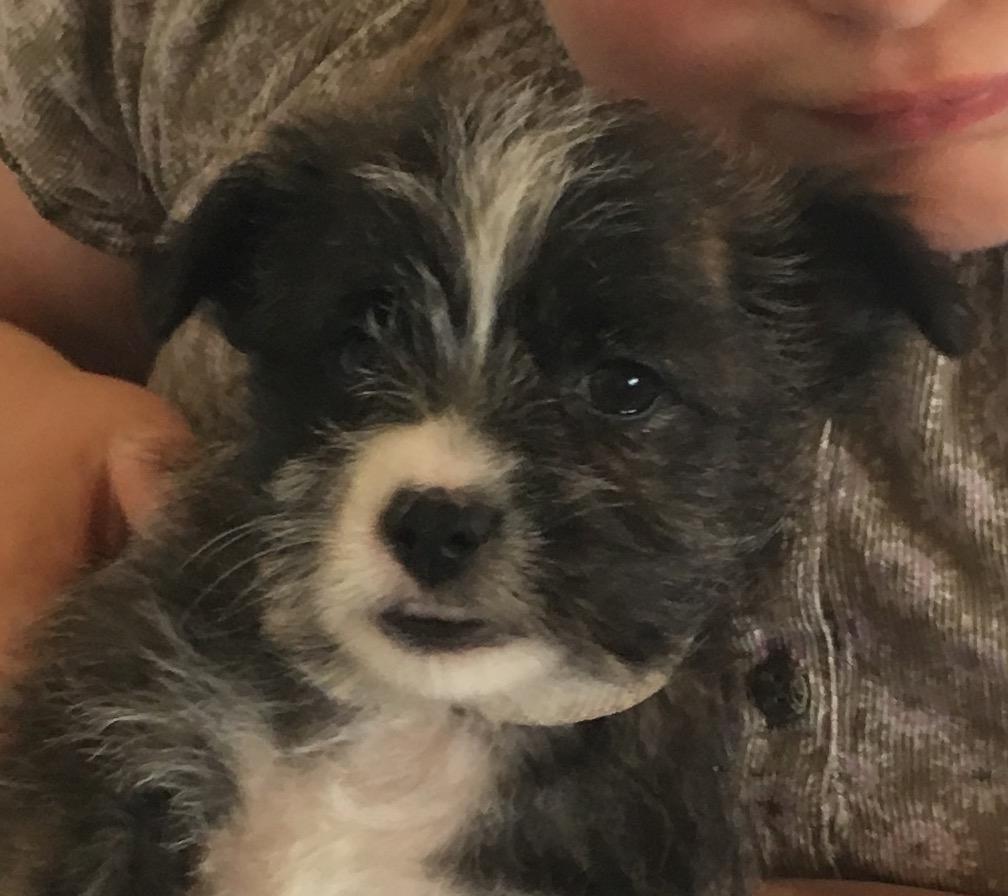 Blanding af racer Molly billede 3