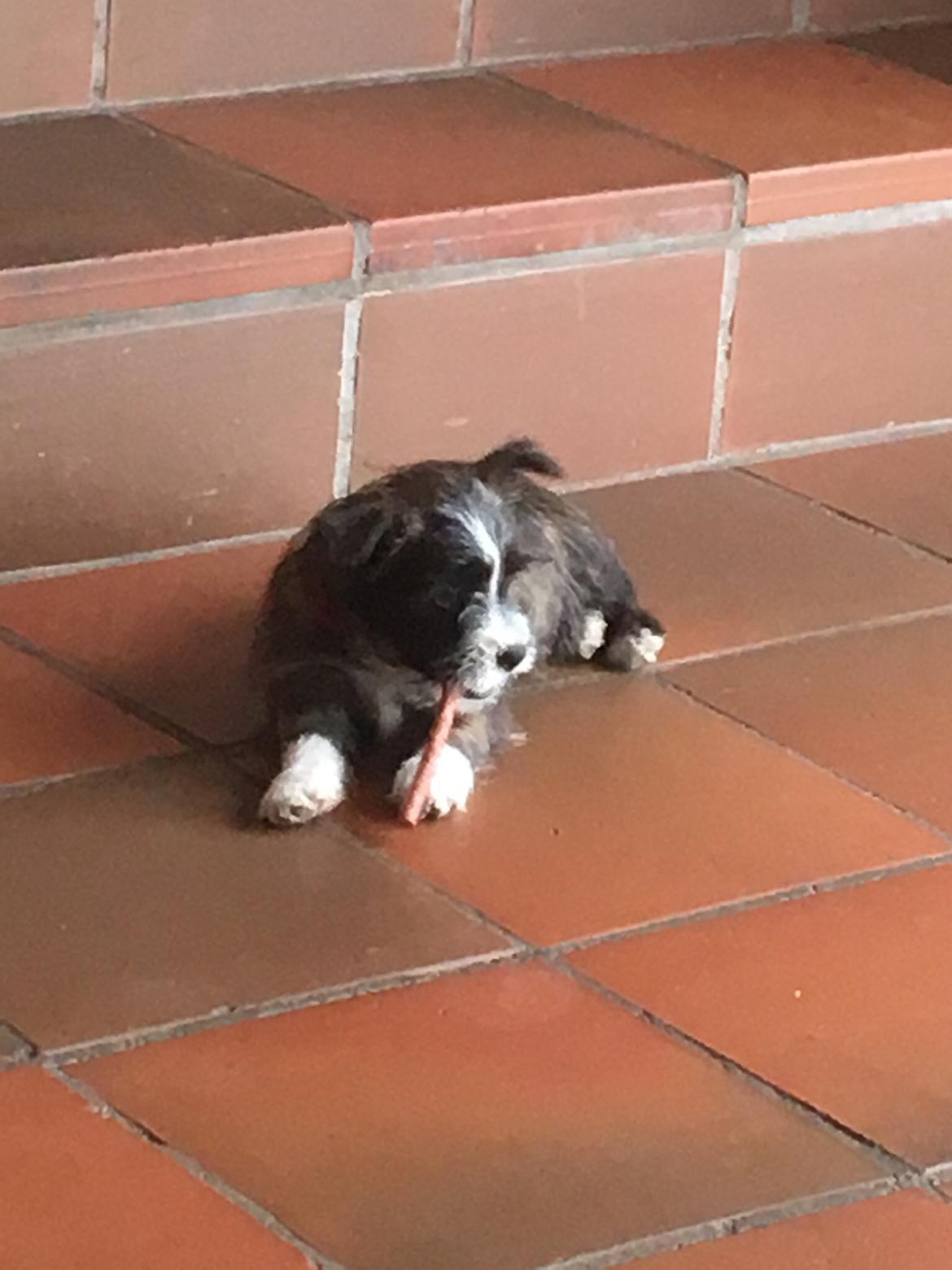 Blanding af racer Molly billede 4