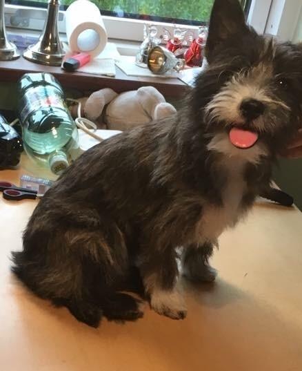 Blanding af racer Molly billede 2