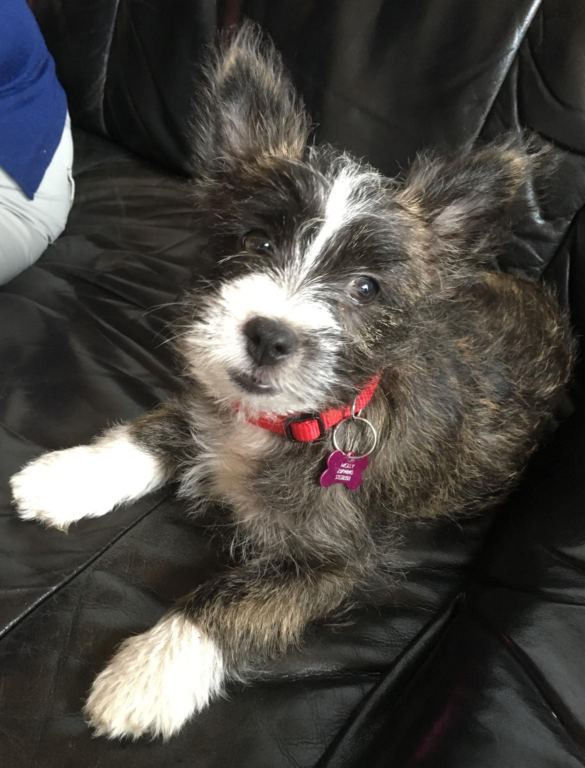 Blanding af racer Molly billede 1