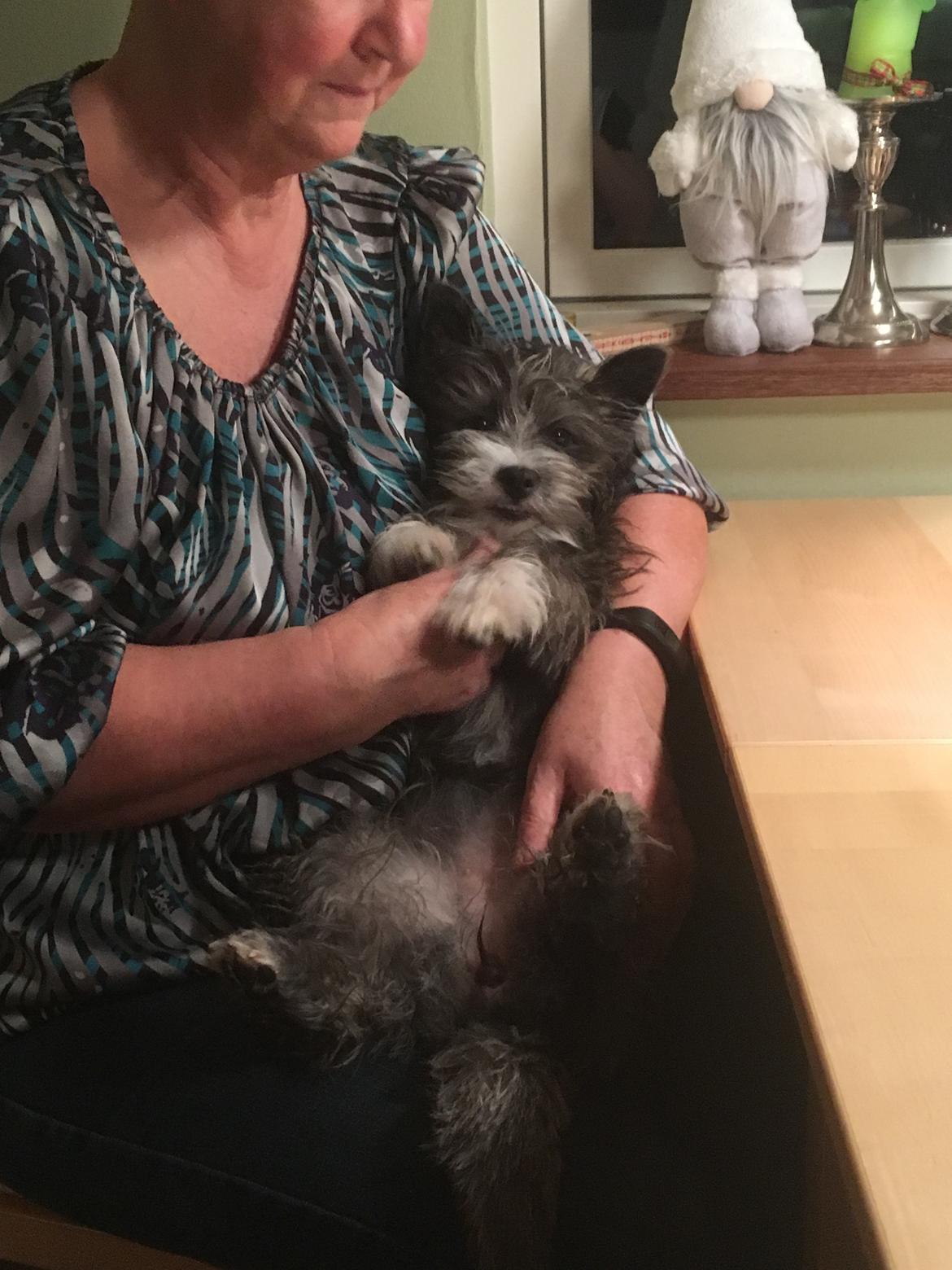 Blanding af racer Molly billede 5