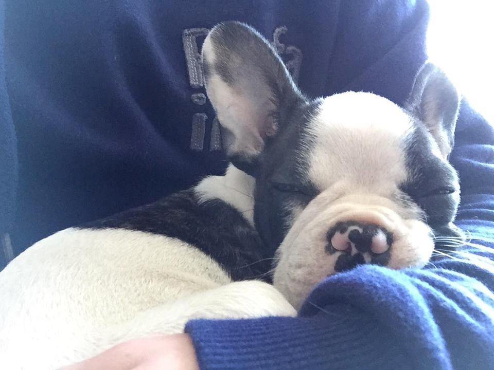 Fransk bulldog Torro - Verdens bedste sted at sove - Portugal '17 billede 1