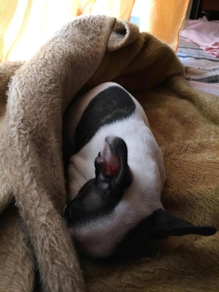 Fransk bulldog Torro - Putter i Portugal '17 billede 3