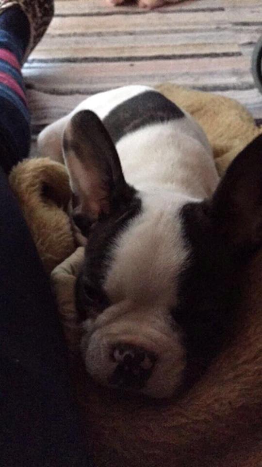 Fransk bulldog Torro billede 5