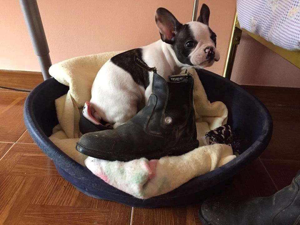 Fransk bulldog Torro - Kurven er fyldt med det han kunne finde på værelset - Portugal '17 billede 2