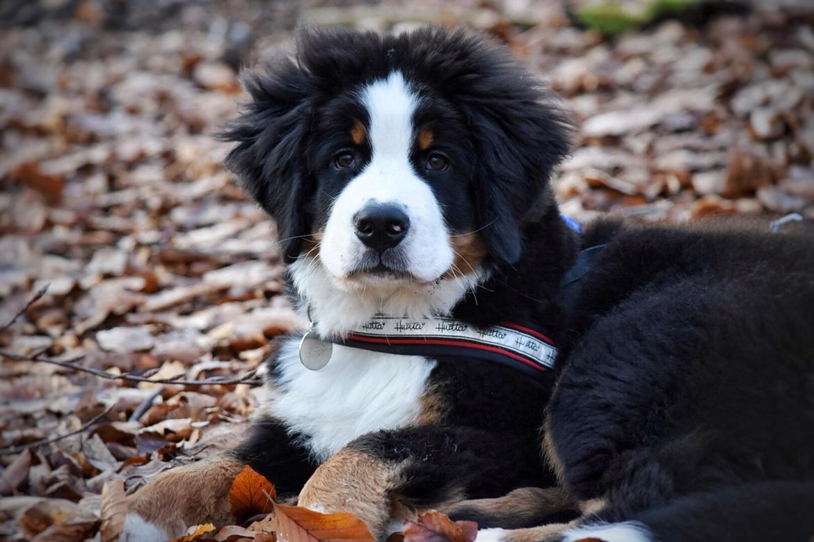 Berner sennenhund Lady Xiera's Teddy Bear (Leopold)  billede 28