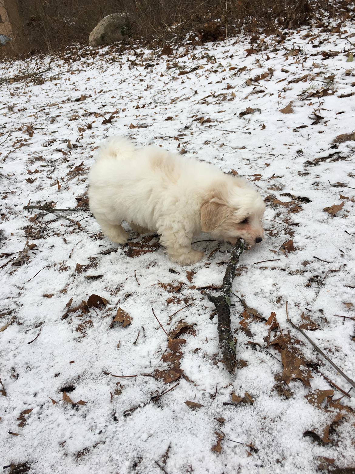 Coton de tulear Casanova billede 3