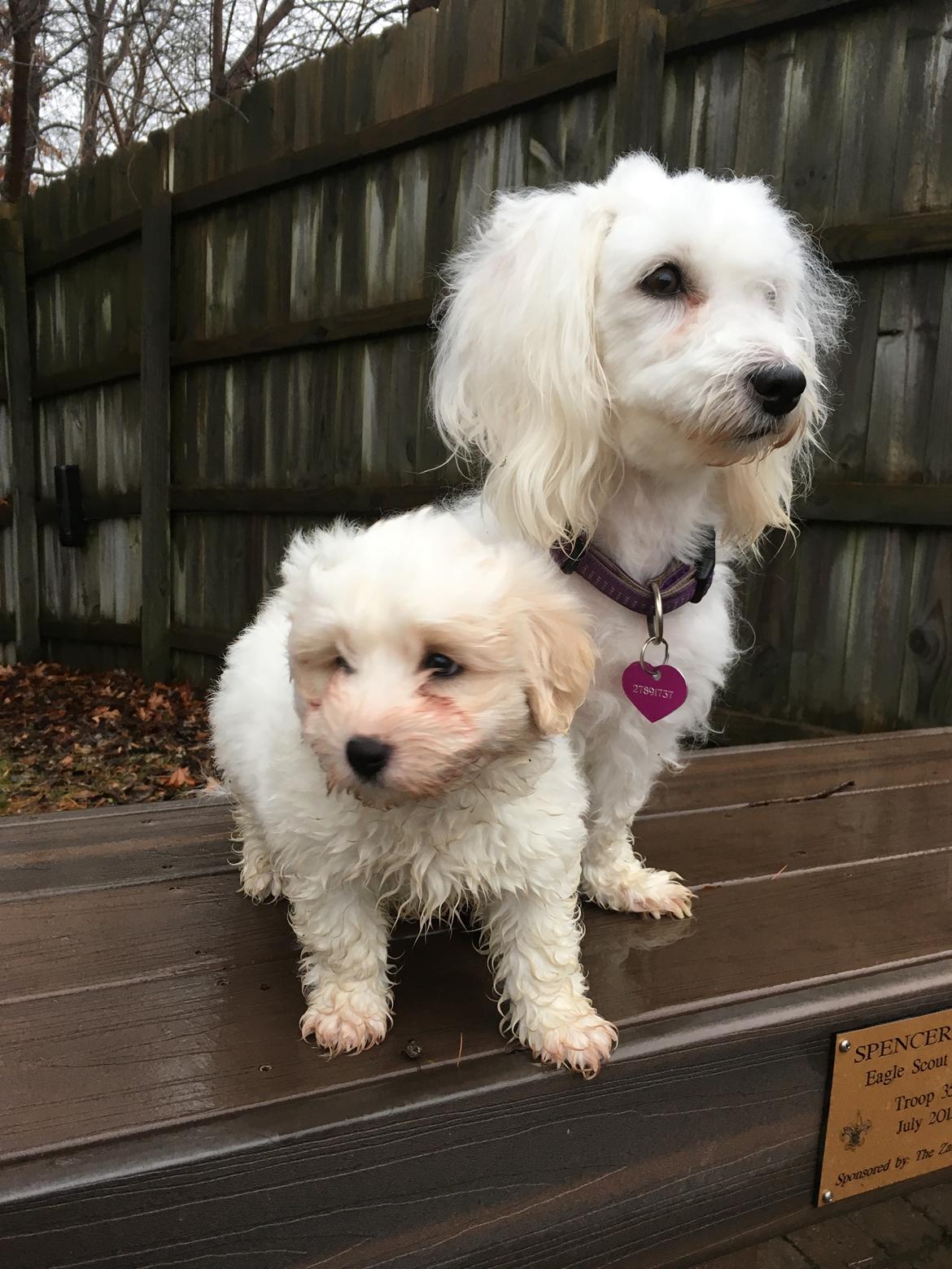 Coton de tulear Casanova billede 1