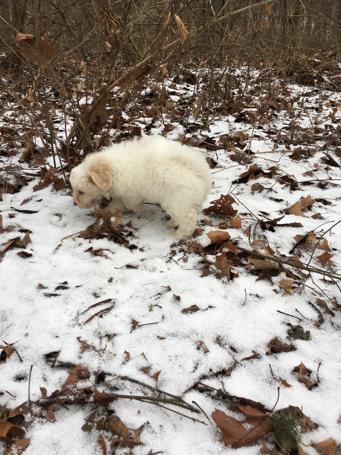 Coton de tulear Casanova billede 5