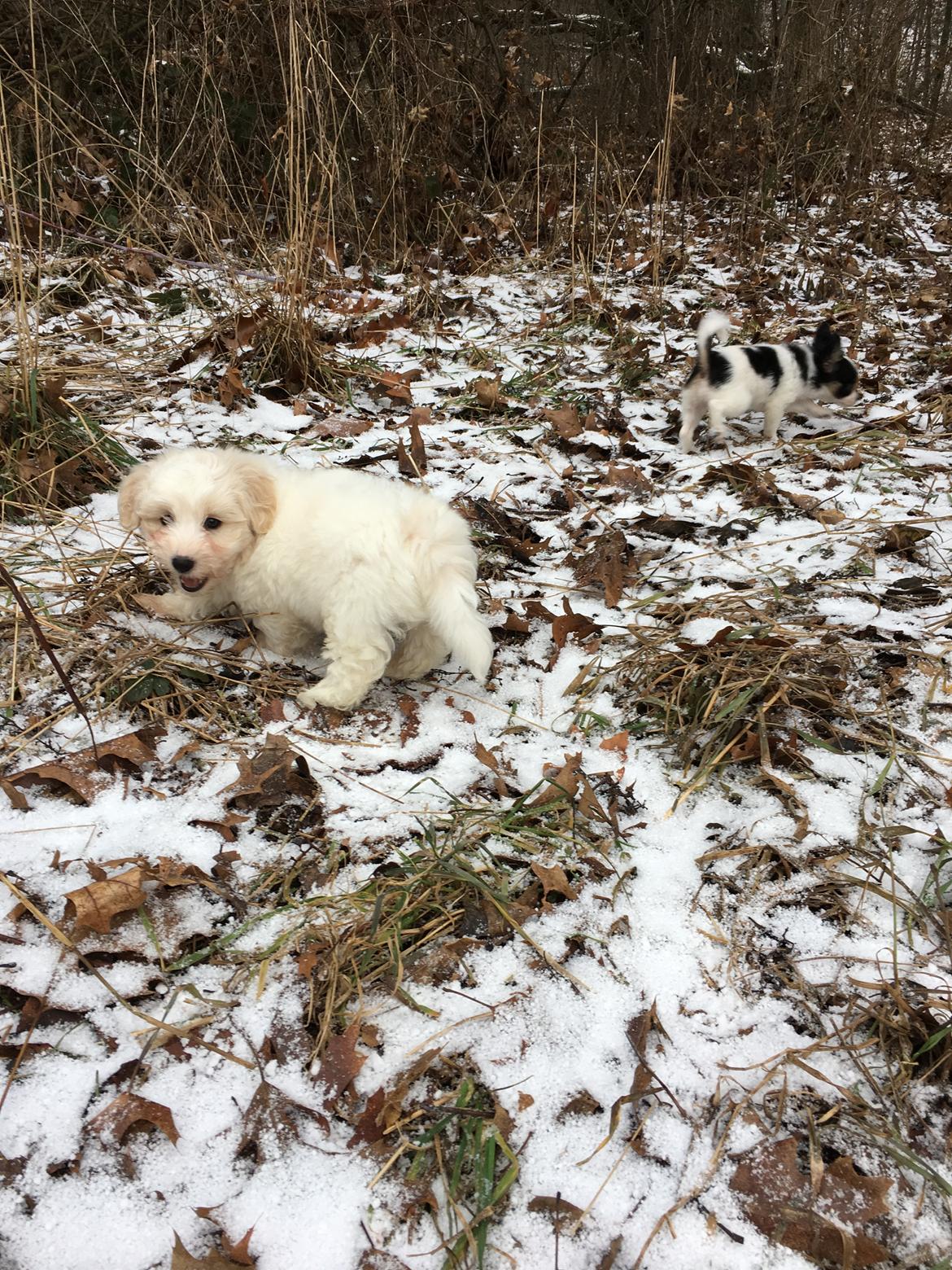 Coton de tulear Casanova billede 6