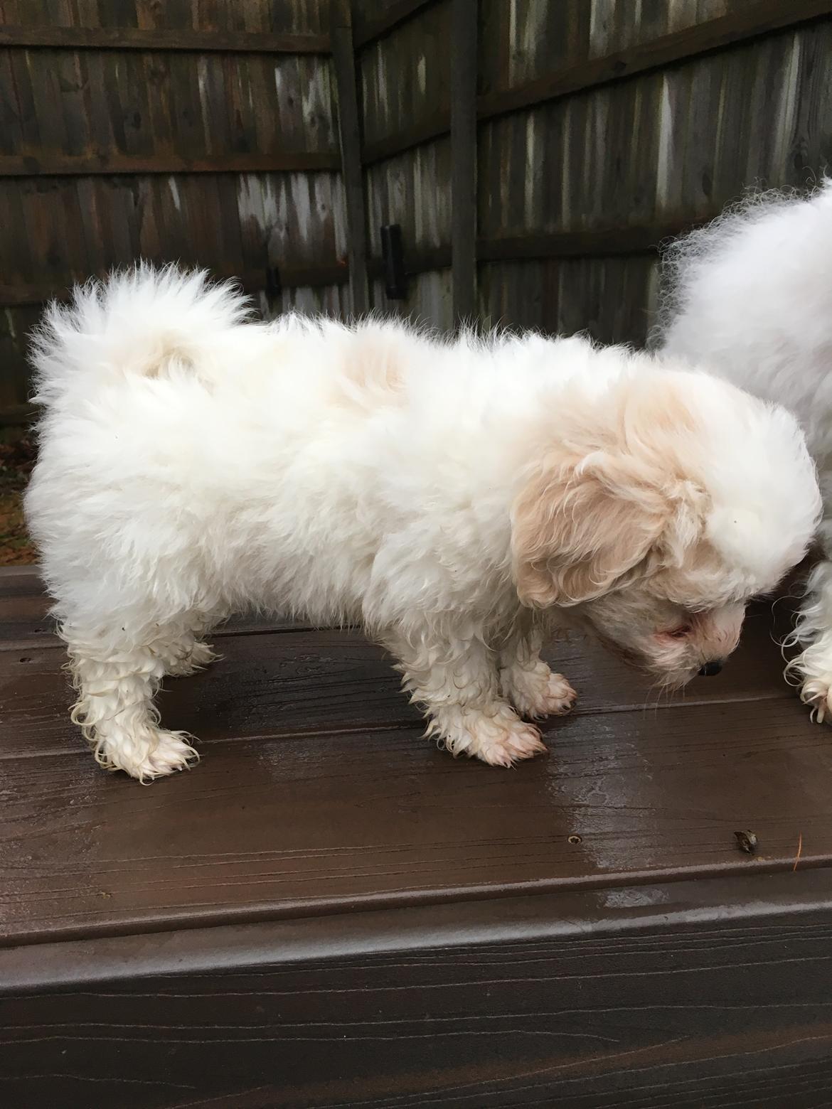 Coton de tulear Casanova billede 2