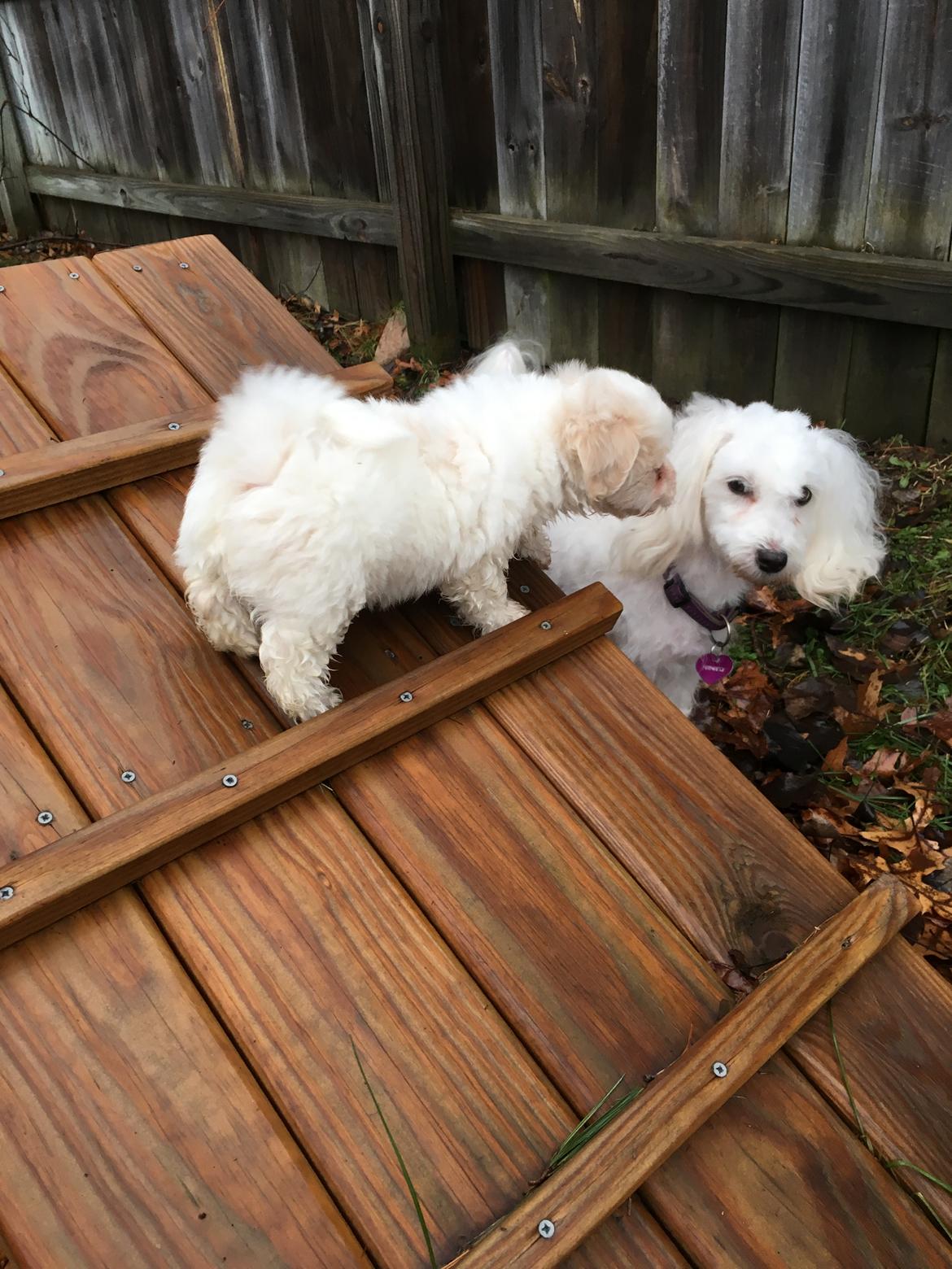 Coton de tulear Casanova billede 4