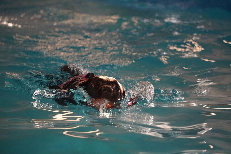 Labrador retriever Dumle billede 13