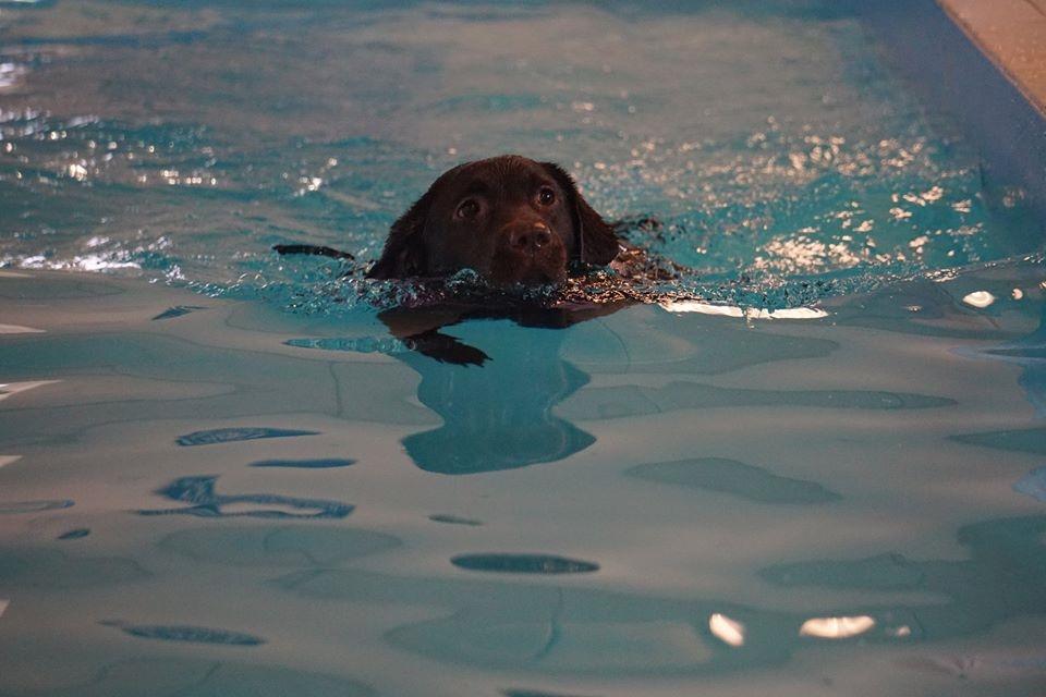 Labrador retriever Dumle billede 19