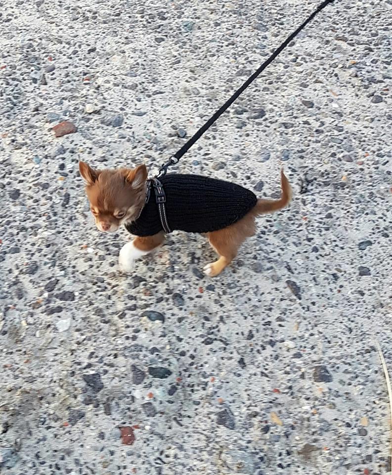 Chihuahua Nibian's surprice of the life Loui billede 9