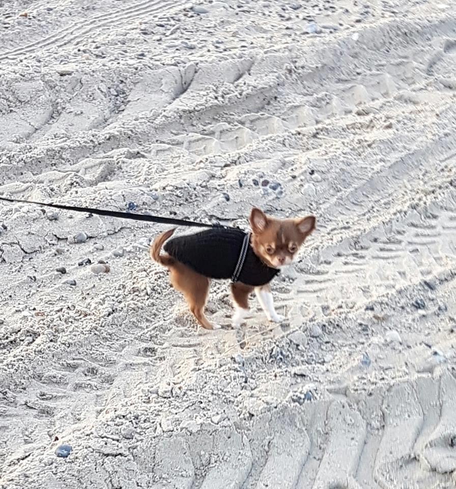 Chihuahua Nibian's surprice of the life Loui billede 10