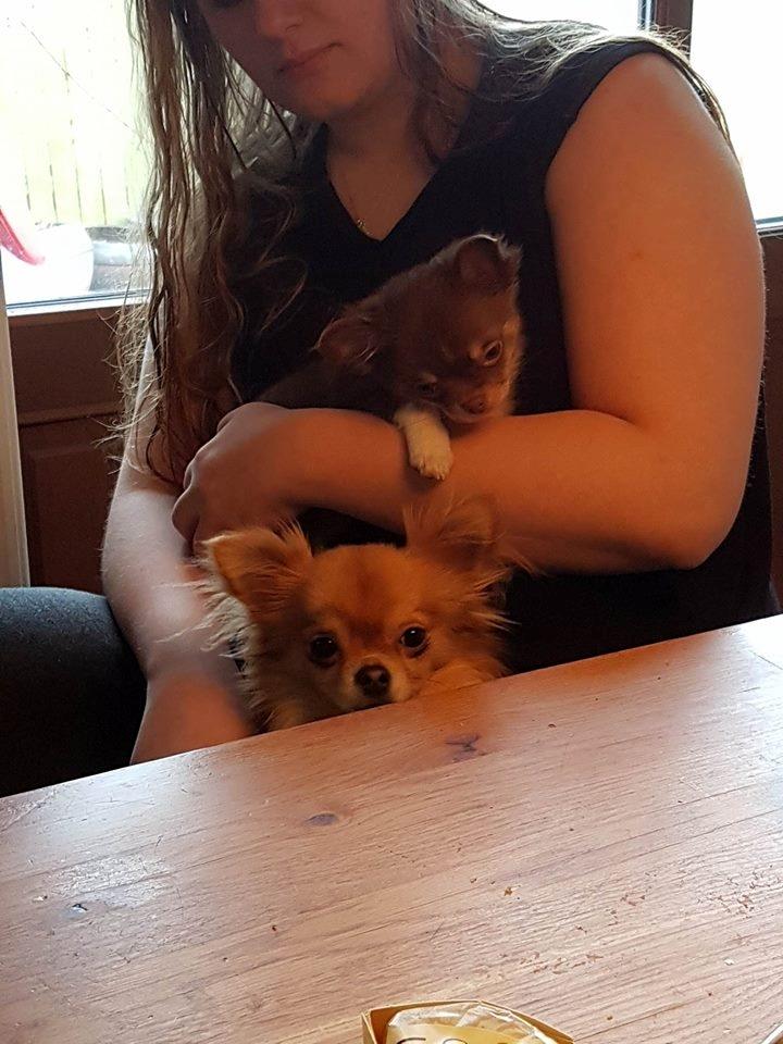 Chihuahua Nibian's surprice of the life Loui - Min bedste ven Echo billede 11