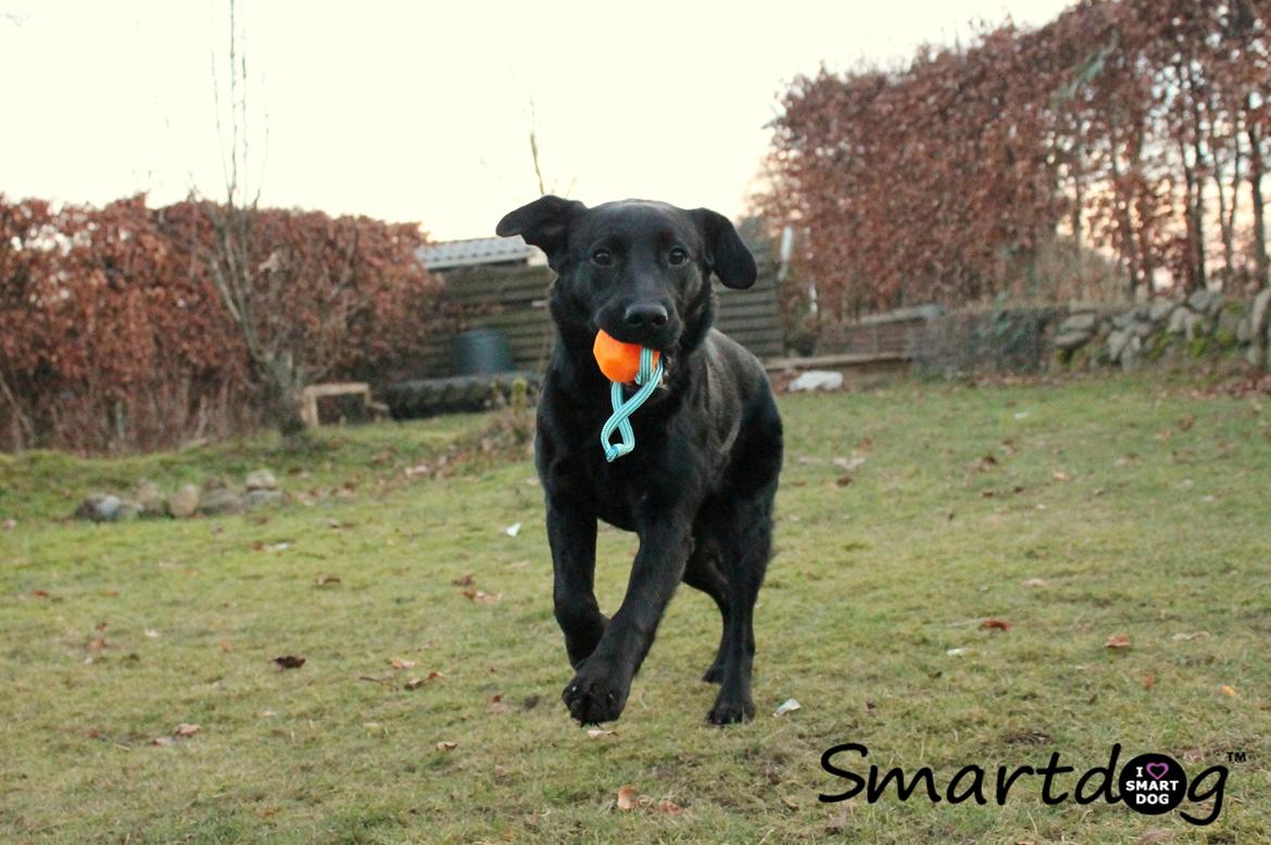 Labrador retriever Enya - 28-01-17 billede 25